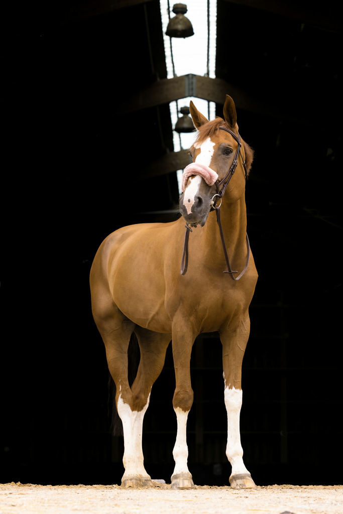 Fourreau de muserolle EQUITHÈME "Teddy"