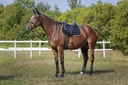 Bonnet chasse-mouches EQUITHÈME "Polyfun"