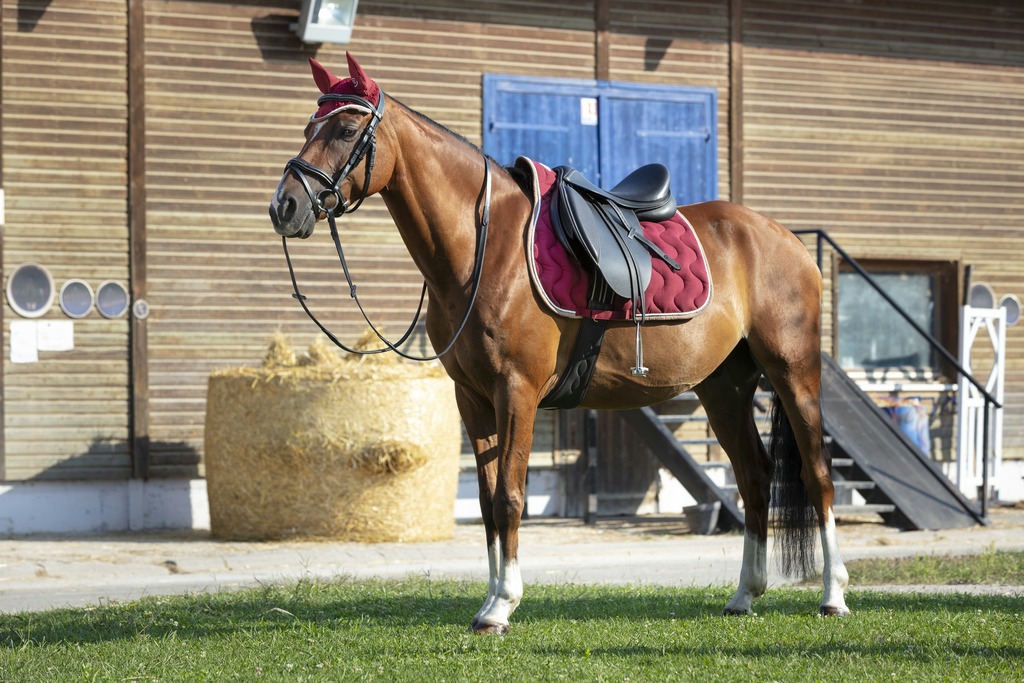 Bonnet chasse-mouches EQUITHÈME "Polyfun"