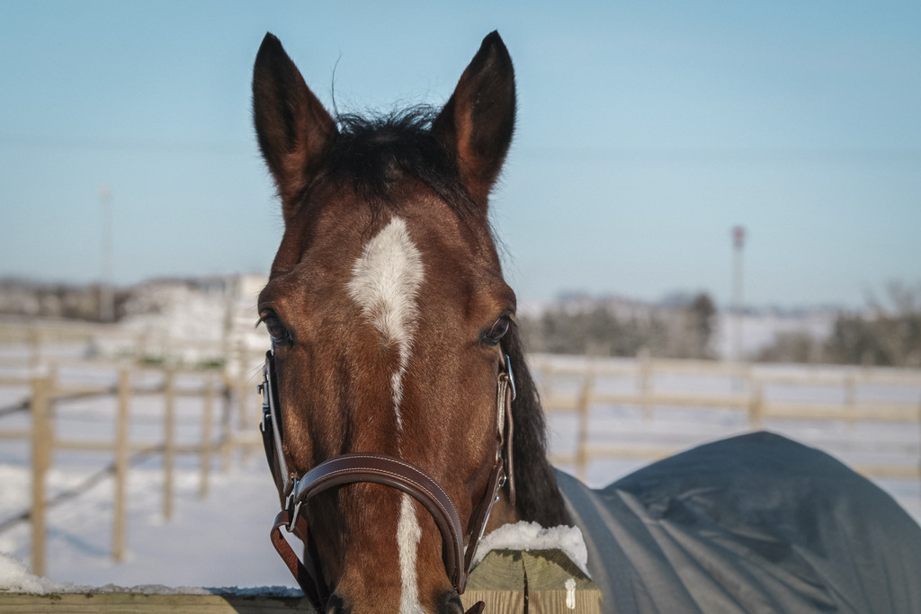 Couverture EQUITHÈME "TYREX 600D", 300G, recyclée