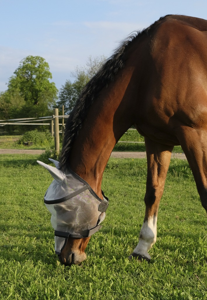Masque anti-mouches EQUITHÈME “Protec”
