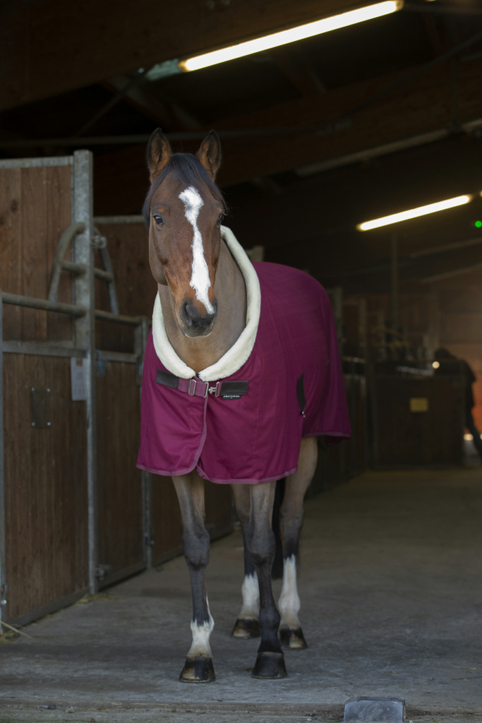 Chemise séchante EQUITHÈME "Teddy"