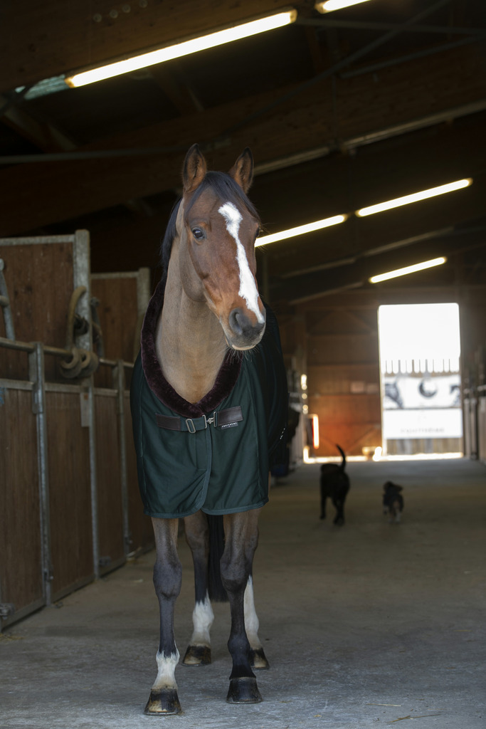 Chemise séchante EQUITHÈME "Teddy"