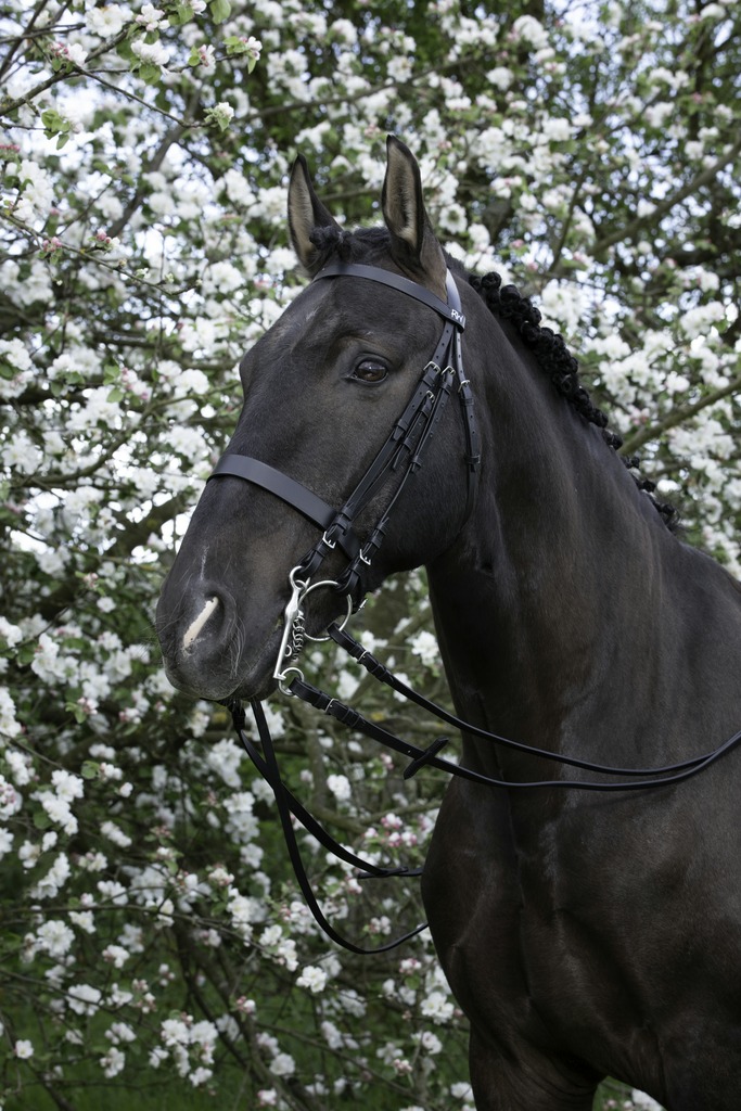 Bride RIDING WORLD
