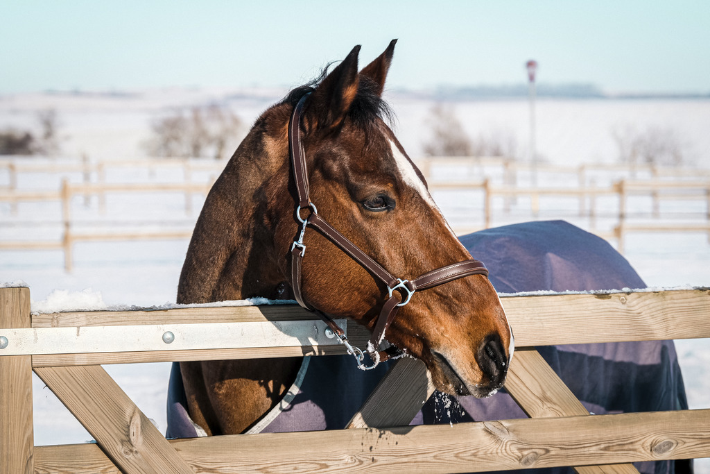 Couverture EQUITHÈME "TYREX 1200D", 300G, recyclée