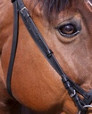 Bridon RIDING WORLD "Muserolle française"