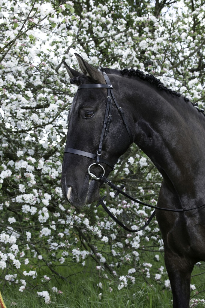 Bridon RIDING WORLD "Muserolle française"