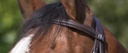 Bridon RIDING WORLD "Muserolle combinée"