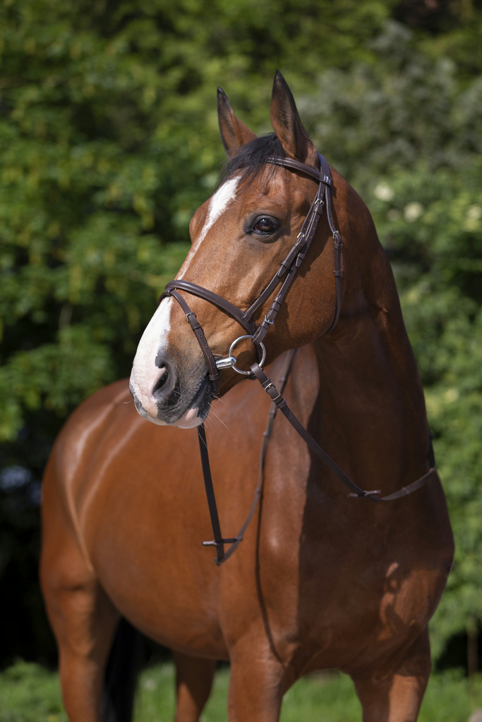 Bridon RIDING WORLD "Muserolle combinée"