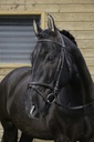 Bridon RIDING WORLD "Muserolle combinée"