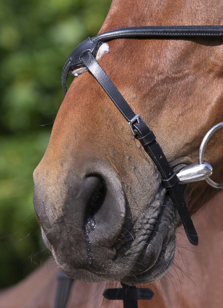 Bridon RIDING WORLD "Muserolle croisée"