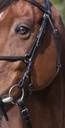 Bridon RIDING WORLD "Muserolle croisée"