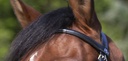 Bridon RIDING WORLD "Muserolle croisée"