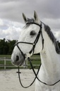 Bridon RIDING WORLD "Muserolle croisée"