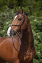 Bridon RIDING WORLD "Muserolle croisée"