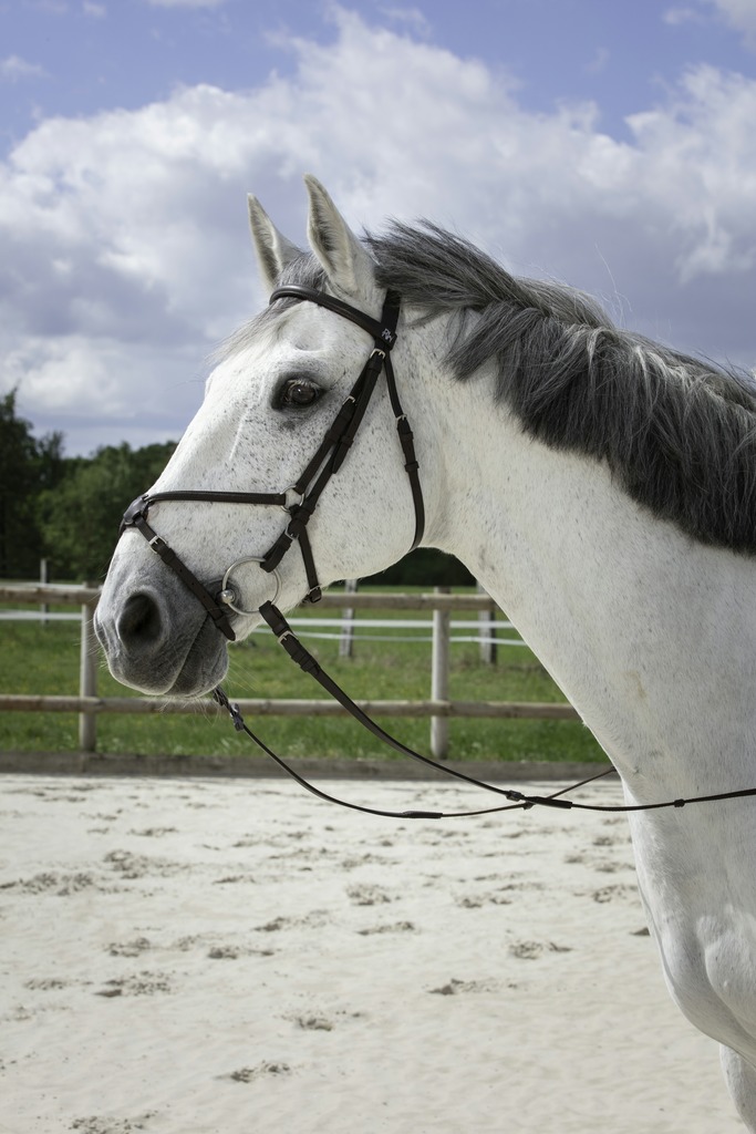 Bridon RIDING WORLD "Muserolle croisée"