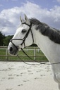 Bridon RIDING WORLD "Muserolle croisée"