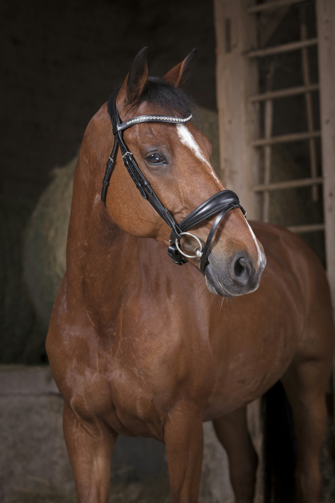 Bridon NORTON PRO "Strass"
