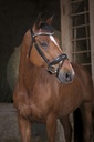 Bridon NORTON PRO "Strass"