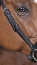 Bridon NORTON PRO "Confort"
