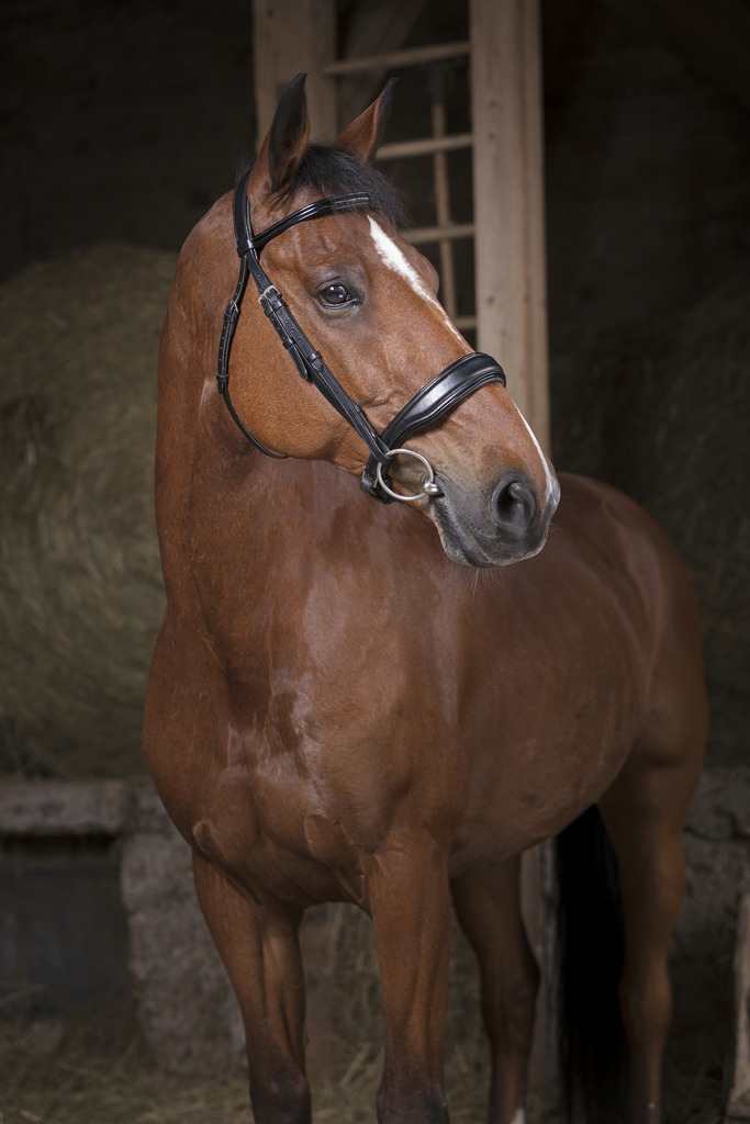 Bridon NORTON PRO "Confort"