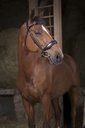 Bridon NORTON PRO "Confort"