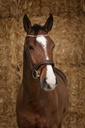 Bridon NORTON PRO "Brillant"