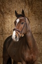 Bridon NORTON PRO "Brillant"