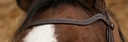 Bridon NORTON PRO "Perle"