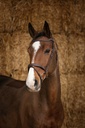 Bridon NORTON PRO "Perle"