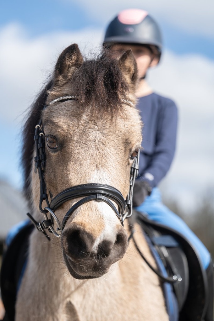 Bridon -Shetty Diamond- - Noir (8)