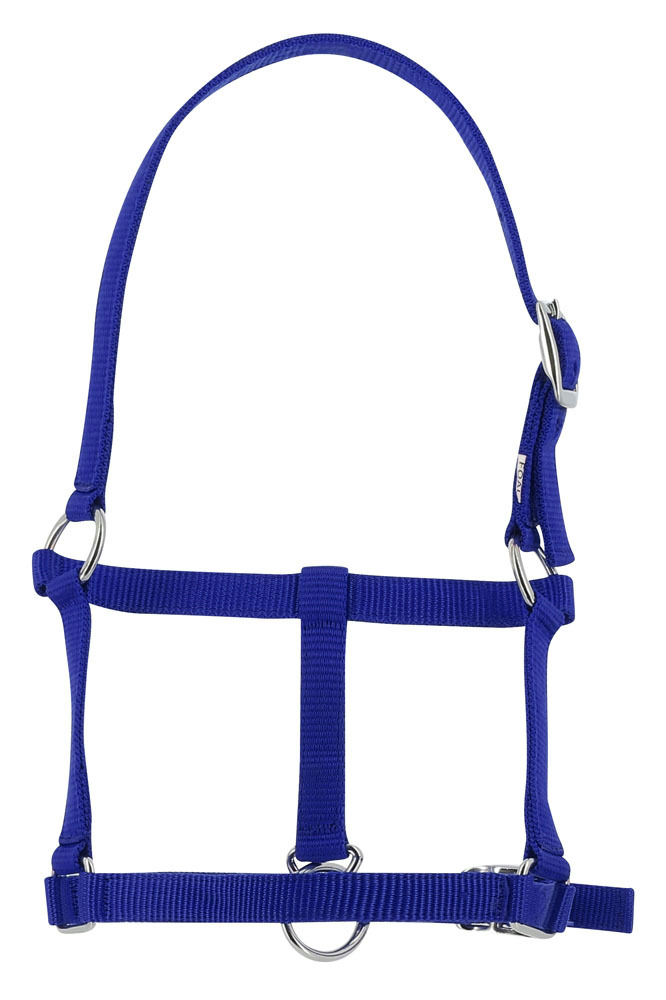 Licol foal RIDING WORLD