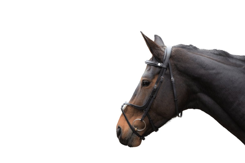 Bridon -Carlos- - Noir/noir (2)