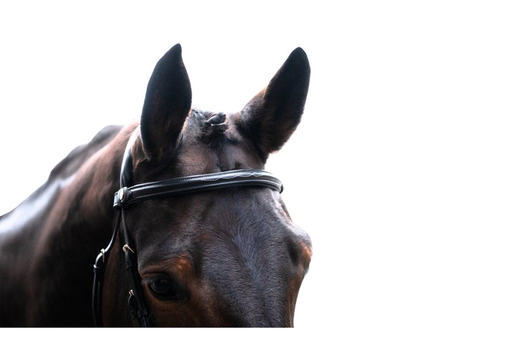 Bridon -Carlos- - Noir/noir (5)