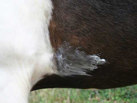 Baume ANIMADERM "Natjely"