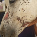 Crème cicatrisante ANIMADERM Cutene™