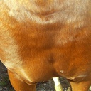 Crème cicatrisante ANIMADERM Cutene™