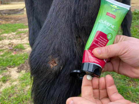 Crème cicatrisante ANIMADERM Cutene™