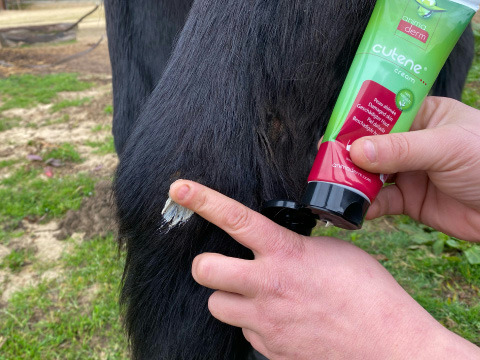 Crème cicatrisante ANIMADERM Cutene™