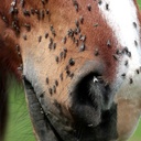 Répulsif ANIMADERM DERFLY™