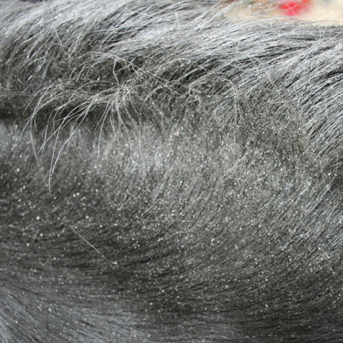 Répulsif ANIMADERM DERFLY™