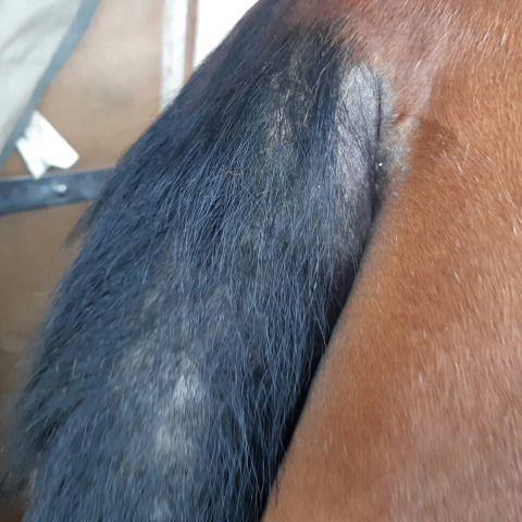 Répulsif ANIMADERM DERFLY™