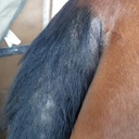 Répulsif ANIMADERM DERFLY™
