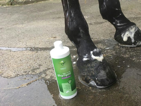 Shampooing ANIMADERM "Tea Tree"