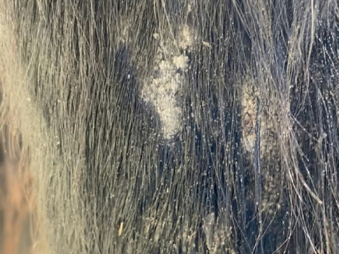 Shampooing ANIMADERM "Tea Tree"