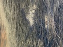 Shampooing ANIMADERM "Tea Tree"