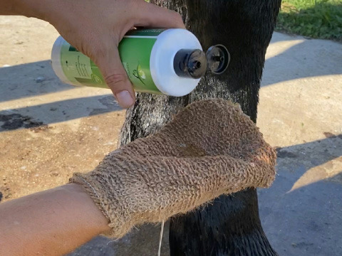 Shampooing ANIMADERM "Tea Tree"
