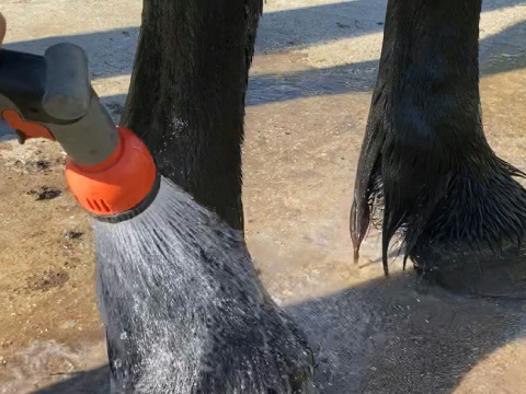Shampooing ANIMADERM "Tea Tree"