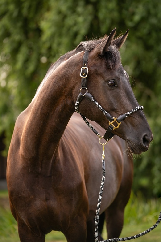 Licol -Limone Sportive- - Noir (3)