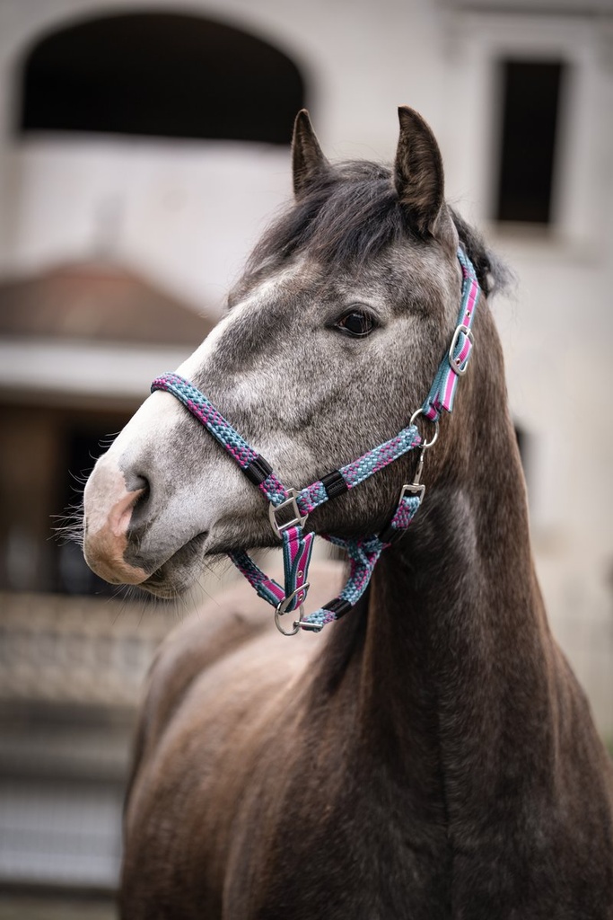 Licol -Manchester- - Rose foncé/pétrole (2)